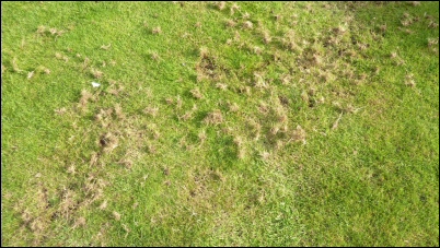 Damage caused by birds feeding on grubs Damage caused by birds feeding on grubs